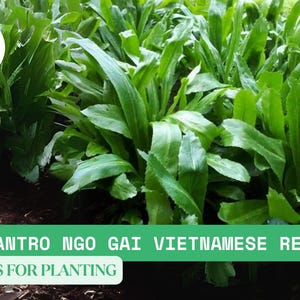 100mg Culantro Seeds for Planting – Ngo Gai Recao Vietnamese Herb for Culinary Garden or Container