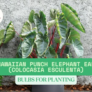 Hawaiian Punch Elephant Ear 1 Bulb for Planting – Colocasia Esculenta Bulb – Bold Tropical Foliage – Easy to Grow