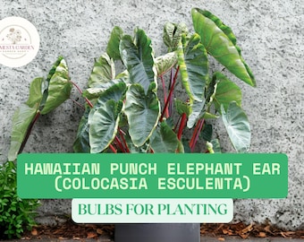 Hawaiian Punch Elephant Ear 1 Bulb for Planting  Colocasia Esculenta Bulb   Bold Tropical Foliage - Etsy