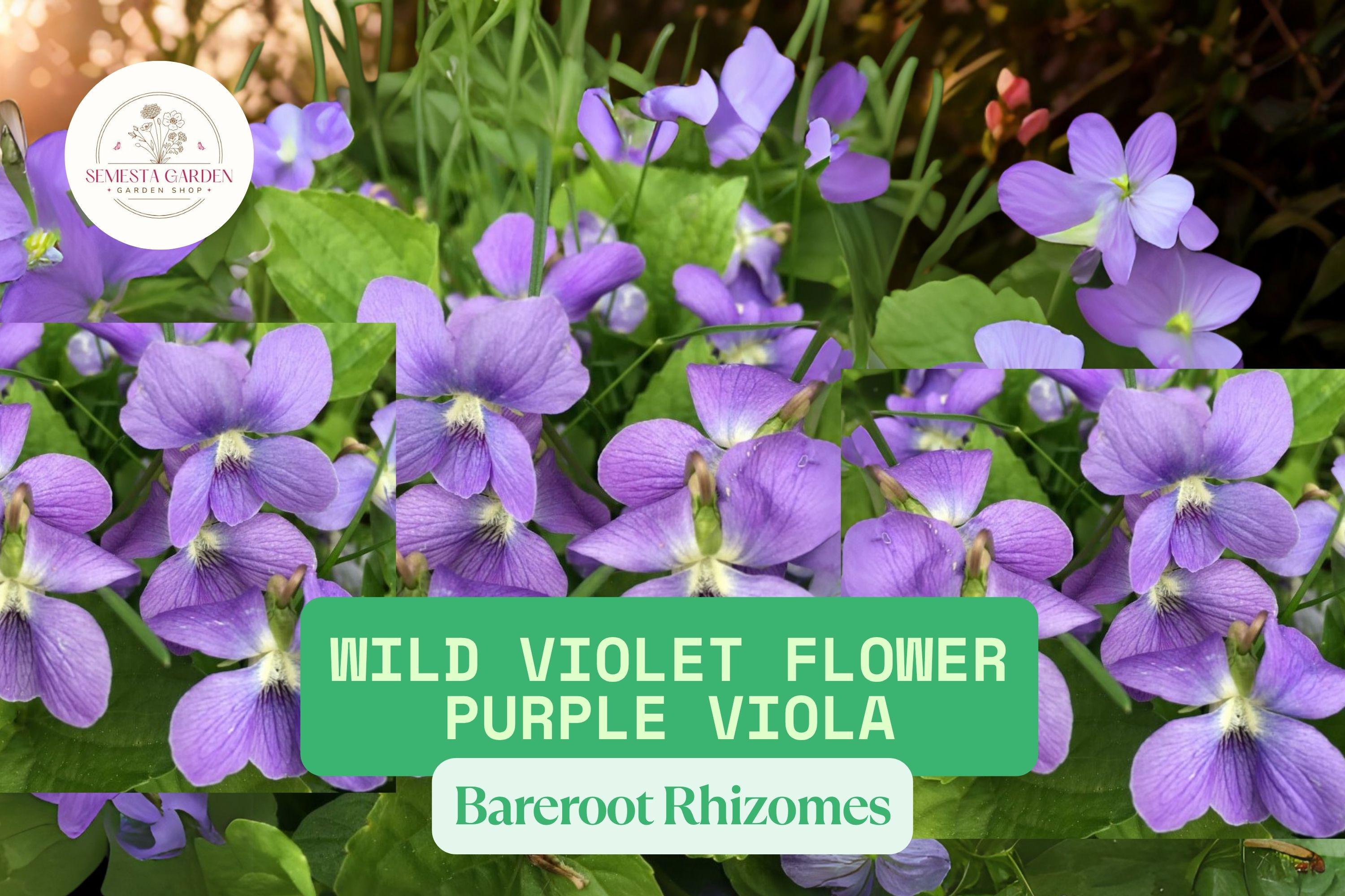 Wild Violet Flower Plants | Purple Viola Bareroot Rhizomes, Hardy
