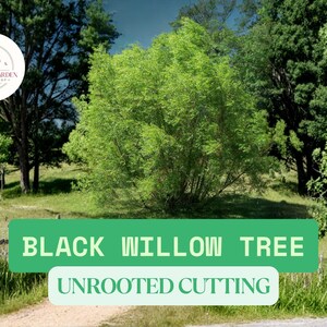 May include: A vibrant image of a Black Willow Tree cutting. The text on the image reads "Black Willow Tree Unrooted Cutting". The tree is lush green, set against a backdrop of other trees and a dirt path.