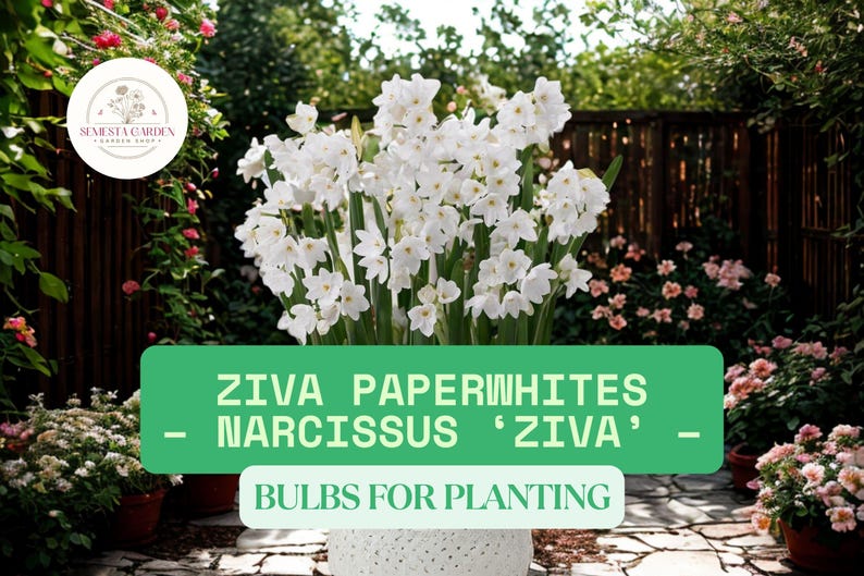 SemestaGarden Ziva Paperwhites Bulbs