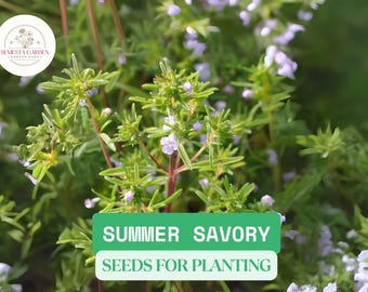 1g Summer Savory Seeds for Planting | Heirloom Non-GMO Culinary Herb | Fast-Growing Flavorful Leaves for Cooking & Herb Gardens
