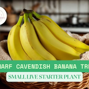 1 Dwarf Cavendish Banana Tree Starter – Musa acuminata Small Live Plant – 4–6” Tall – Indoor/Outdoor Tropical Fruit Plant