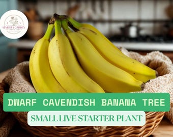 1 Dwarf Cavendish Banana Tree Starter – Musa acuminata Small Live Plant – 4–6” Tall – Indoor/Outdoor Tropical Fruit Plant