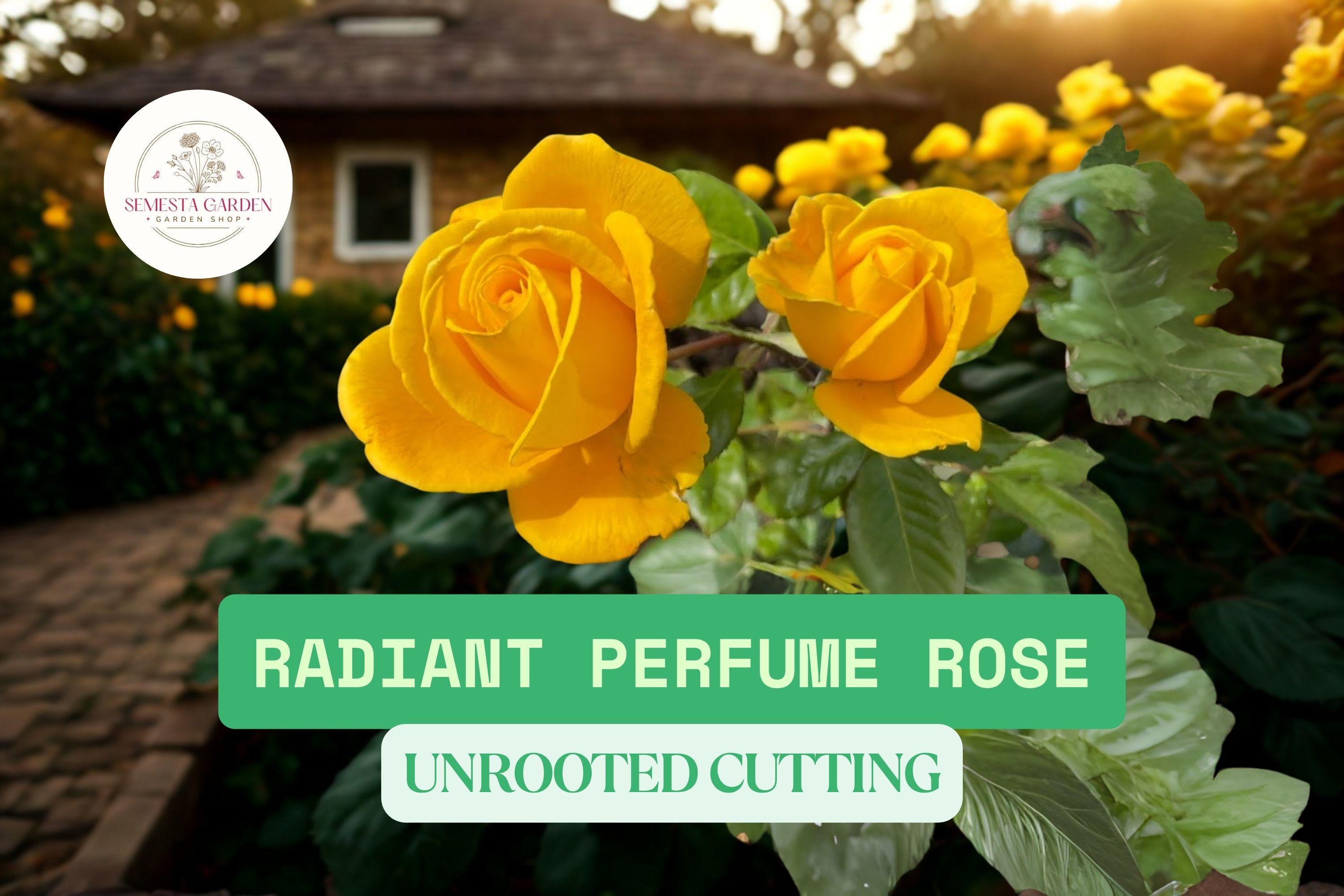 Floral Rose Fragrant - Main Image