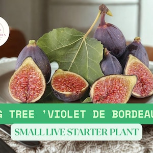 Fig &#39;Violet de Bordeaux&#39; Tree Starter – 1 TC Live Edible Plant – Ficus carica – Sweet Purple Fruit – Compact Fruit Tree