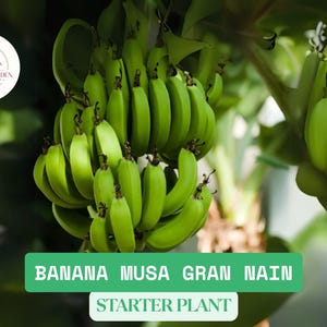 Banana Plant Musa Grand Nain Live Starter – Chiquita Banana Tree | Small Rooted Plant for Home Garden or Patio