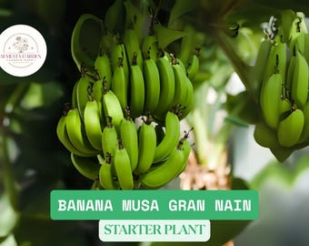 Banana Plant Musa Grand Nain Live Starter – Chiquita Banana Tree | Small Rooted Plant for Home Garden or Patio