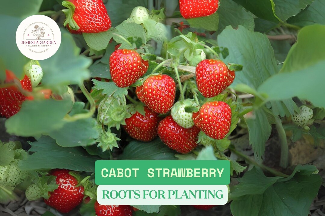 Strawbarry Roots Cabot Strawberry Roots for Planting | Bare Root Strawberry Plants ...