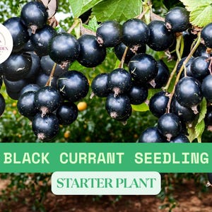 1 Black Currant Seedling – Live Plant Ready to Grow – Ribes nigrum Fruit Shrub for Garden or Container