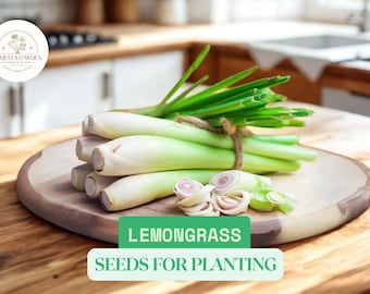 100 Lemongrass Seeds for Planting – West Indian Culinary Herb – Perennial Grass – Easy to Grow in USA Gardens