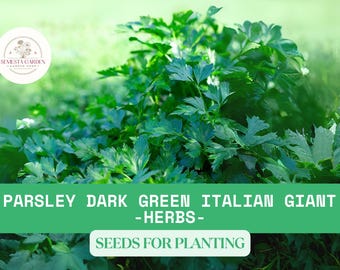 1g Italian Giant Parsley Seeds – Flat Leaf Herb for Cooking, Heirloom Garden Seeds, Aromatic & Hardy