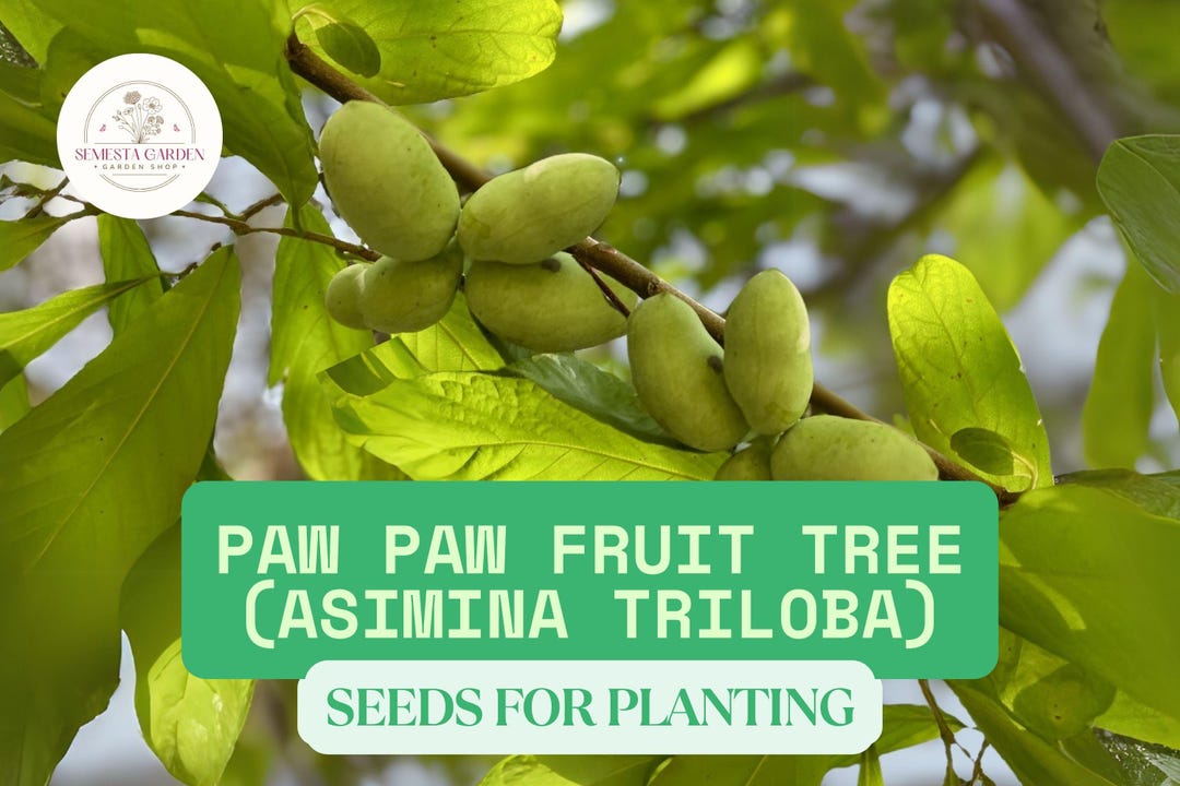 Paw Paw Seeds 6pcs | Asimina Triloba Indian Banana | Hardy Fruit Tree ...