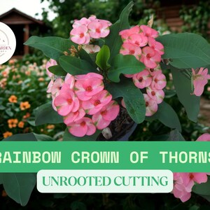 1 Rainbow Crown of Thorns Cutting – Unrooted Euphorbia Cutting – Colorful Succulent for Propagation, Unique Houseplant Start