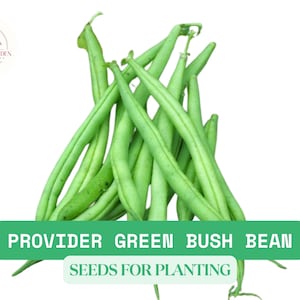 5g Provider Green Bush Bean Seeds – Early Heirloom Variety for Easy Garden Harvests