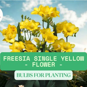 May include: A cluster of bright yellow Freesia flowers with green stems and leaves. The image includes the text "FREESIA SINGLE YELLOW FLOWER - BULBS FOR PLANTING" against a blue sky background.