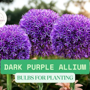 10 Dark Purple Allium Bulbs for Planting – Ornamental Blooming Onion Perennial Flowers for Garden Landscaping – Easy-to-Grow Bulbs