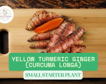 1 Yellow Turmeric Ginger Starter Plant – Curcuma longa | 1 Small Live Rooted Plant for Planting | Growing Indoors or Outdoors