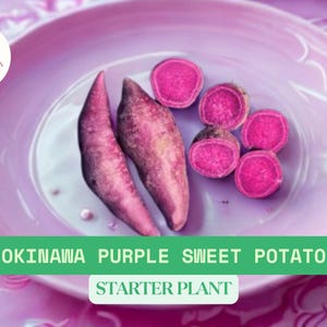 Okinawa Purple Sweet Potato Rooted Plants in a Cup | Ipomoea batatas | Garden Small Starter Plants | Rare Tropical Vine