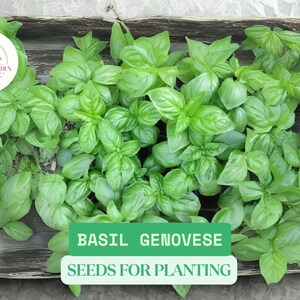 May include: A wooden tray filled with fresh green basil plants. The tray has a label that reads "Basil Genovese Seeds for Planting".