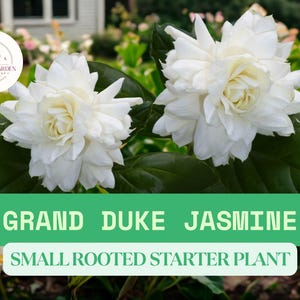 1 Grand Duke Jasmine Live Plant – Jasminum Sambac Starter – Double White Blooms – Fragrant Flowering Shrub