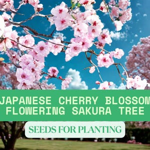 12 Japanese Cherry Blossom Tree Seeds for Planting – Flowering Sakura Tree – Pink Garden Tree Seeds