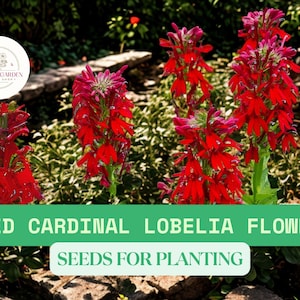 100 Cardinal Flower Seeds – Lobelia cardinalis – Red Wildflower for Hummingbirds, Pollinators, and Rain Gardens