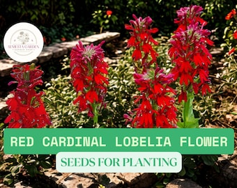 100 semillas de flor de cardenal – Lobelia cardinalis – Flor silvestre roja para colibríes, polinizadores y jardines de lluvia