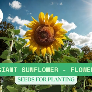 15 Giant Sunflower Seeds for Planting – Tall Heirloom Variety – Non-GMO, High Germination Garden Seeds Ready to Plant