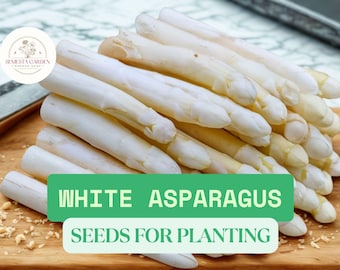 100 White Asparagus Seeds – Rare Asparagus officinalis – Exotic Garden Vegetable – Gourmet Perennial Crop for Home Growing