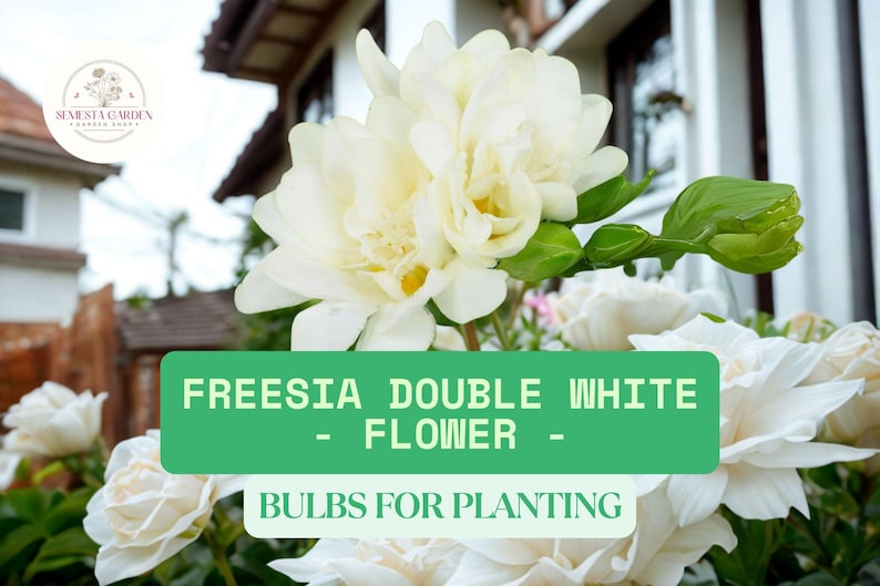 SemestaGarden Freesia Bulbs - Thumbnail 2