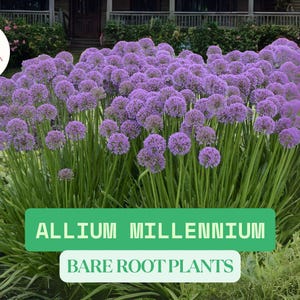 Millennium Allium – 3 Bare Root Plants – Perennial Purple Flowering Onion for Pollinator & Cottage Gardens