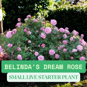 1 Belinda's Dream Rose Live Starter Plant (Grows in 2” Pot) – Fragrant Pink Shrub Rose for Garden Beds, Borders & Containers