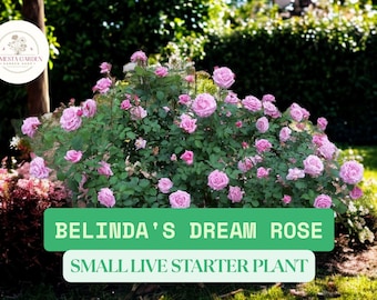 1 Belinda's Dream Rose Live Starter Plant (Grows in 2” Pot) – Fragrant Pink Shrub Rose for Garden Beds, Borders & Containers