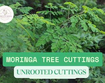 6 Moringa Oleifera Tree Cuttings | Drumstick Tree | Fast Growing Perennial | Unrooted 4–8" Stems