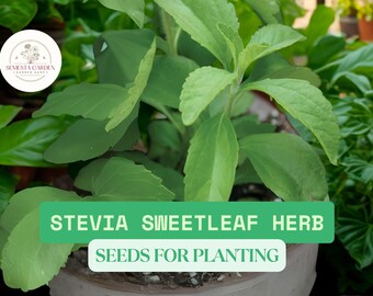 Stevia Seeds for Planting – 250 Seeds of Sweetleaf Herb – Natural Sugar Substitute Garden Plant – Non-GMO, Heirloom, Easy to Grow Herb