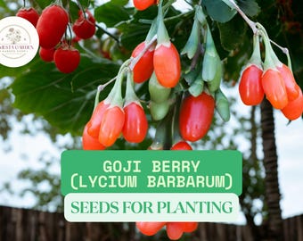 Goji Berry Seeds for Planting – 100 Lycium barbarum Wolfberry Seeds | Easy Garden Fruit Plant