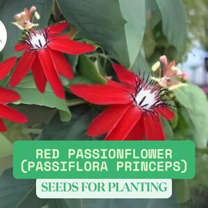 K&ouml;nnte beinhalten: Nahaufnahme von roten Passionsblumen mit wei&szlig;en und schwarzen Zentren, vor gr&uuml;nem Laub. Das Bild enth&auml;lt den Text "RED PASSIONFLOWER (PASSIFLORA PRINCEPS) SEEDS FOR PLANTING". Ein kreisf&ouml;rmiges Logo befindet sich in der oberen linken Ecke.