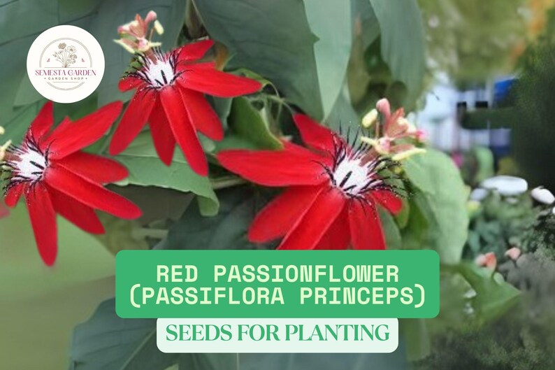 K&ouml;nnte beinhalten: Nahaufnahme von roten Passionsblumen mit wei&szlig;en und schwarzen Zentren, vor gr&uuml;nem Laub. Das Bild enth&auml;lt den Text "RED PASSIONFLOWER (PASSIFLORA PRINCEPS) SEEDS FOR PLANTING". Ein kreisf&ouml;rmiges Logo befindet sich in der oberen linken Ecke.