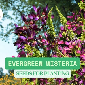May include: Image of Evergreen Wisteria seeds for planting. The image features vibrant purple and pink flowers with green stems and foliage. The text "EVERGREEN WISTERIA SEEDS FOR PLANTING" is displayed on a green banner.