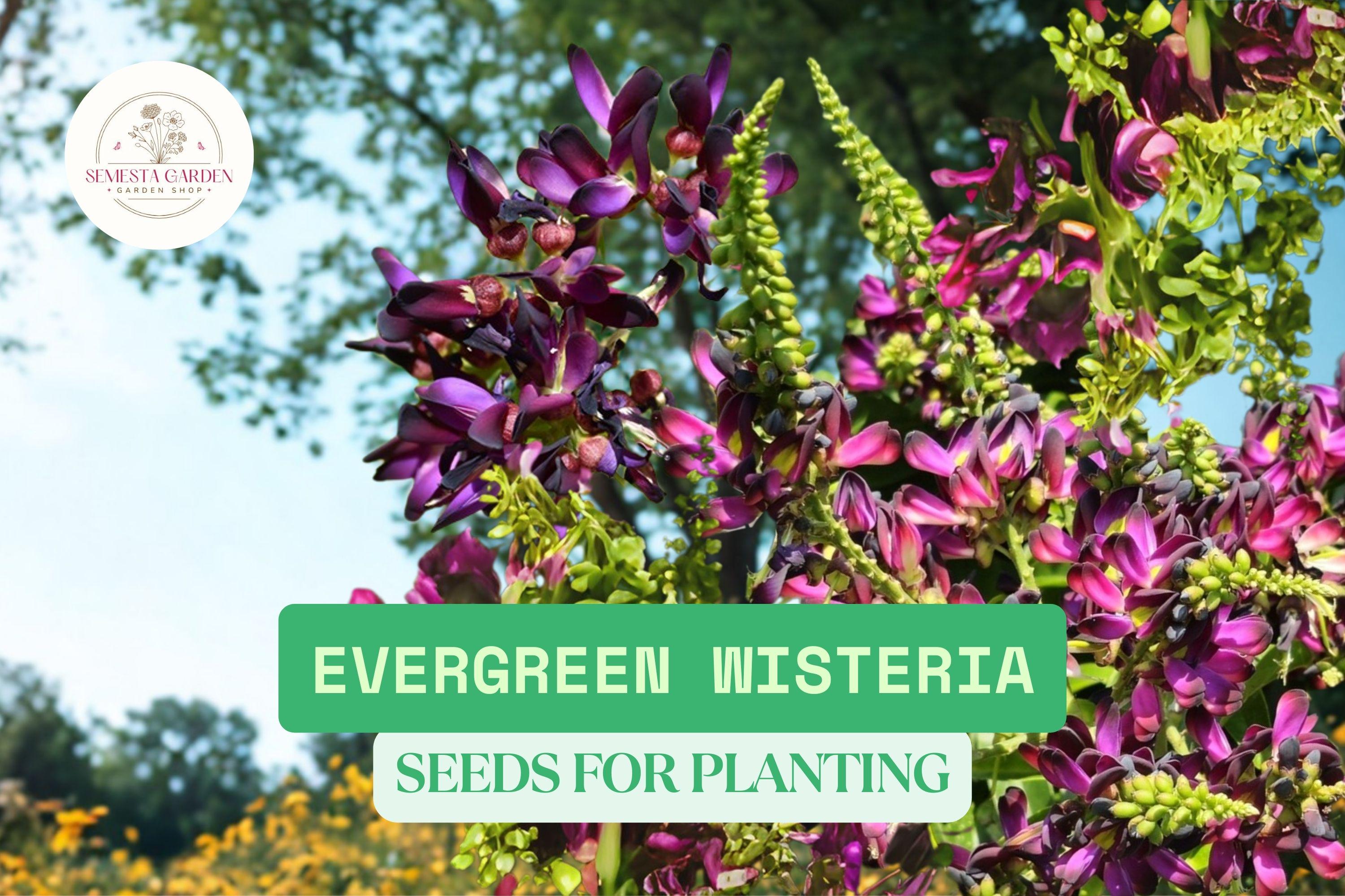 feige zimmerpflanze Große chinesische Feige kaufen – Green Me Up
