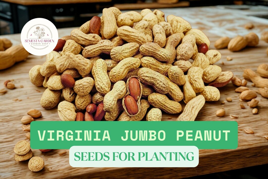 Virginia Jumbo Peanut Seeds  NON-GMO, 1 oz Raw Peanuts for Planting, Large  Yield Garden Legume