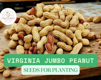 Virginia Jumbo Peanut Seeds  NON-GMO, 1 oz Raw Peanuts for Planting, Large  Yield Garden Legume