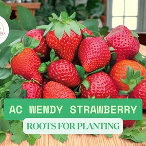 May include: A close-up of fresh, ripe AC Wendy strawberries with green leaves, ready for planting. The image features a cluster of bright red berries, with the text "AC Wendy Strawberry Roots for Planting" in a green banner.