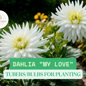 3 Dahlia &quot;My Love&quot; Tubers – Elegant White Blooms – Large Decorative Flowers – Summer Perennial for Cutting Garden