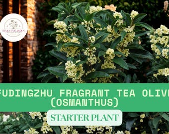 Planta de inicio viva de olivo aromático de té Fudingzhu – Osmanthus fragrans – Arbusto perenne de raíz desnuda para plantar en el jardín
