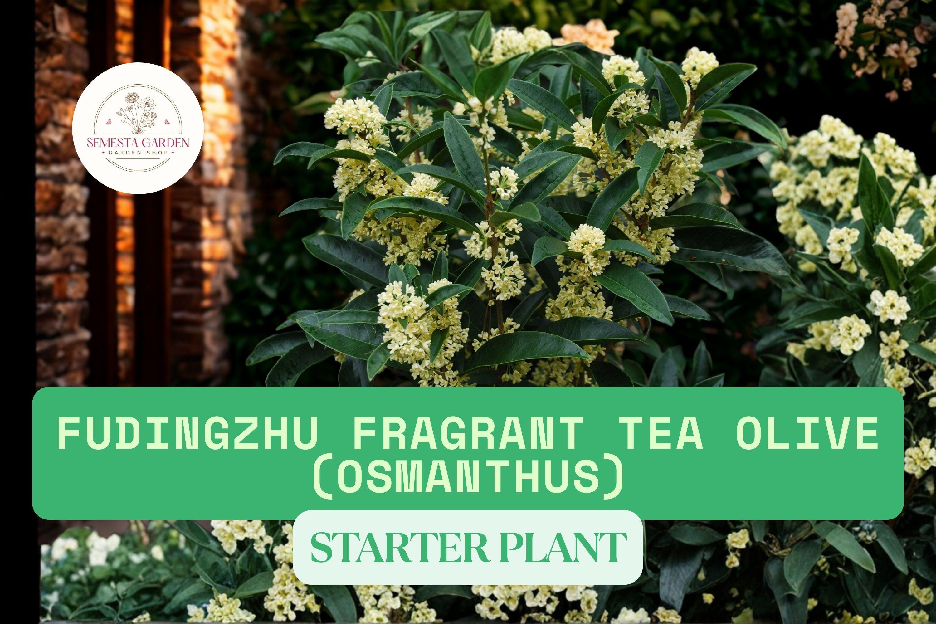 Fudingzhu Fragrant Tea Olive Live Starter Plant – Osmanthus