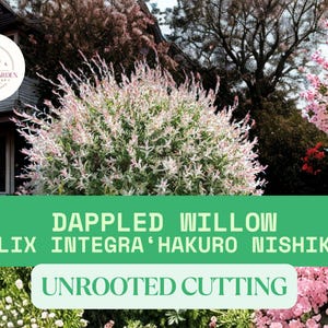 May include: A vibrant image of a Dappled Willow, Salix Integra 'Hakuro Nishiki', with white and pink variegated foliage. The image includes the text "Unrooted Cutting" and a logo for Semesta Garden.