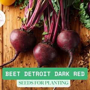 Beet Detroit Dark Red Seeds 1g | Heirloom Beetroot | Sweet & Tender Roots | Easy Garden Grow | Cool Season Vegetable